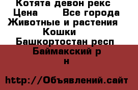 Котята девон рекс › Цена ­ 1 - Все города Животные и растения » Кошки   . Башкортостан респ.,Баймакский р-н